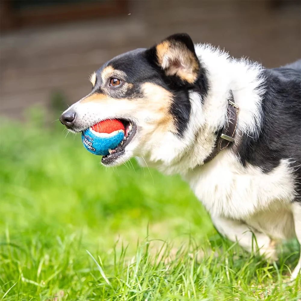 Squeaky Dog Tennis Balls Bite Resistant Set - Petnivo